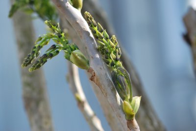 Decaisnea fargesii - dekaisnea Fargesova - jarní pučení